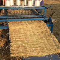 上海降溫，注意綠化植物，大樹防寒保暖，注意鐵樹，海棗樹防凍