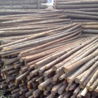 杉木樁|杉木綠化桿,支撐剛,鋼管支撐等批發(fā),上海哪里有