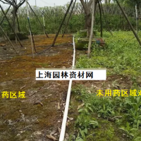 草坪里的雜草怎么去除,上海綠化養(yǎng)護草坪雜草如何管理