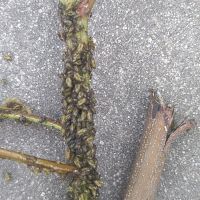 上海園林綠化養(yǎng)護病蟲害高發(fā),欒樹多態(tài)芽蟲防治