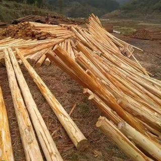 上海削皮杉木樁，浦東去皮杉木支撐，大樹支撐